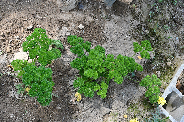 parsley 001