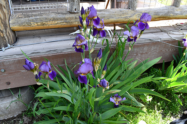 iris 047