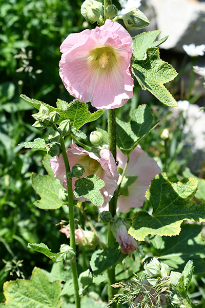 holly Hock Pink 006
