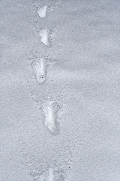 deer tracks snow