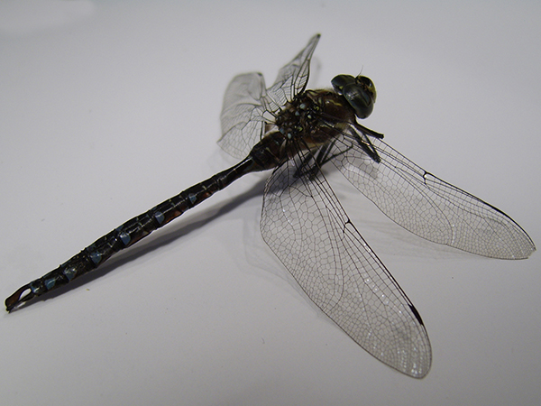dragonfly photograph